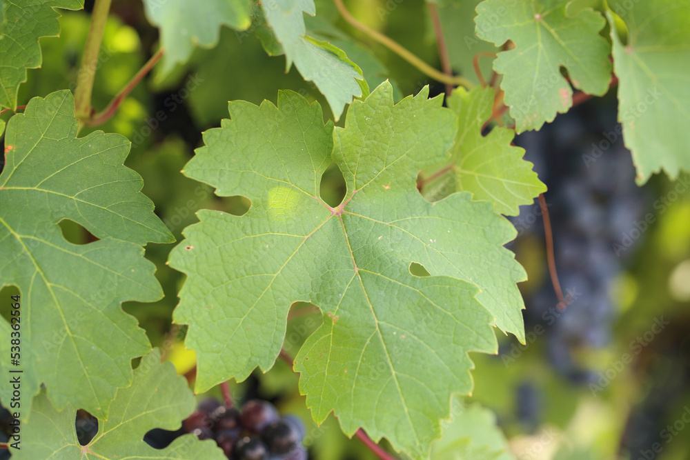 wine grapes grow in the vineyard. Wine grapes, grapes close-up. wine grapes grow in the vineyard. Wine grapes, grapes close-up.