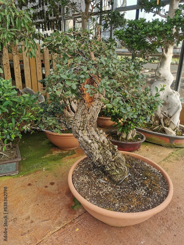 bonsai tree in garden