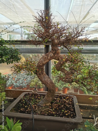Bonsai olmo 