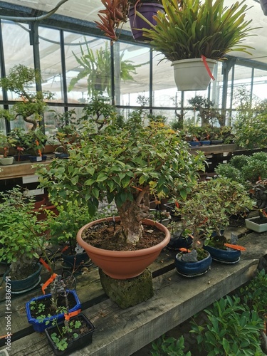 Obraz na płótnie Bouganvilla bonsai w salonie
