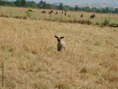 An isolated Cute Hampshire Down Lamb sheep,  walking in a dull brown and golden high grass field on a hot sunny day in Gauteng, South Africa , with a herd of cattle grazing in the far distance