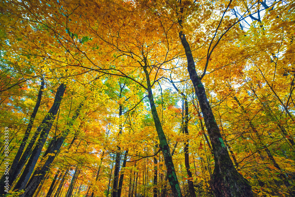 Fall and autumn colours of the natural environments and landscapes of Eastern Ontario Canada. Featuring forest, lakes and majestic vistas of scenic locations. Fall and autumn colours of the natural environments and landscapes of Eastern Ontario Canada. Featuring forest, lakes and majestic vistas of scenic locations.
