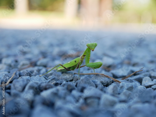 攻撃態勢のカマキリ 