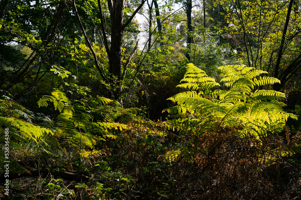 Pteridium aquilinum - Common Bracken - Fougère Aigle Pteridium aquilinum - Common Bracken - Fougère Aigle