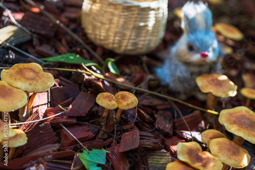 Small Californian mushrooms grow in a clearing, in the background in blur a hare and a basket on a sunny morning in the shade of trees, the light falls on the mushrooms and leaves, autumn composition