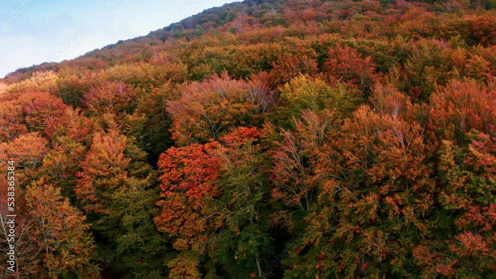 Orange tree of mountains in Autumn season aerial shoot Orange tree of mountains in Autumn season aerial shoot
