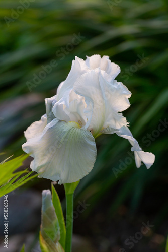 White iris flower on a green background on a sunny summer day macro photography. Blooming garden bearded iris with white petals closeup photo in summer