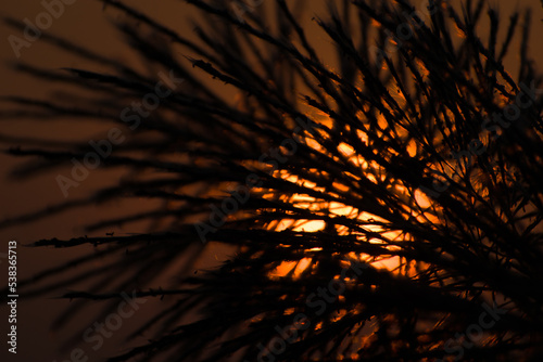 Abstract sunset with silhouettes of grass in foreground.