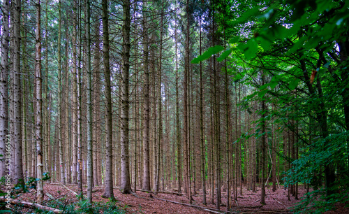 Forest landscape near Moresnet  Belgium 