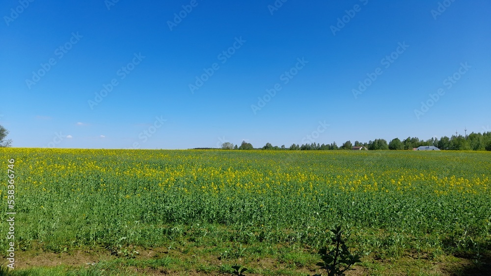 A magnificent landscape of a field sown with rapeseed crops. blue sky, green grass with yellow flowers.