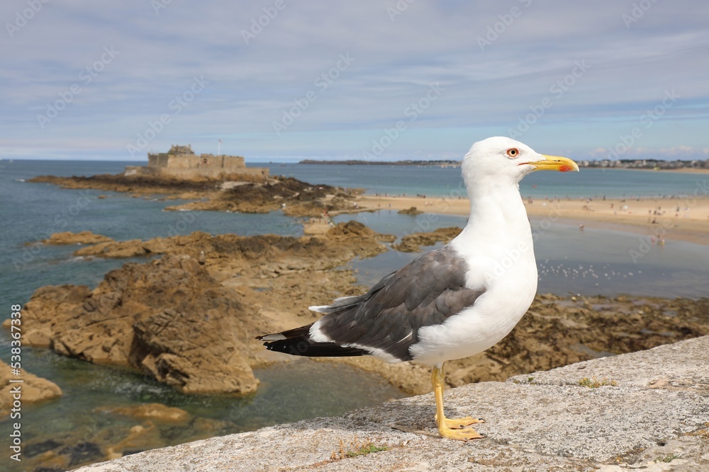 lookout yellow-billed seagull surveying the island lookout yellow-billed seagull surveying the island