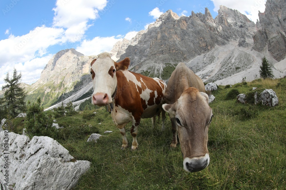 Grazing cows graze the mountain grass free to graze in the every meadows