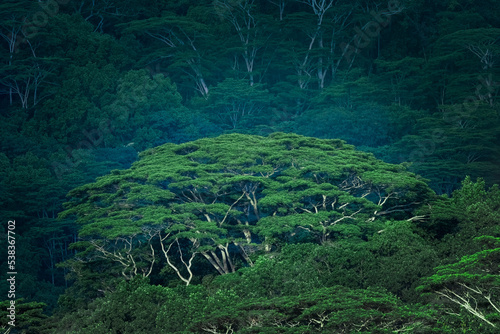 Tropical rainforest, La Digue' Seychelles