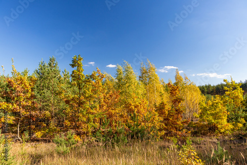 Autumn forest landscape. Yellow leaves on the trees.