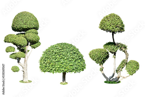 Collection trees and bonsai of shrubs or bushes for garden decoration.  bush  shrub On white background.