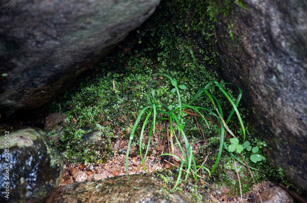 A small scene of wildness in Tianmu Mountain, Zhejiang A small scene of wildness in Tianmu Mountain, Zhejiang