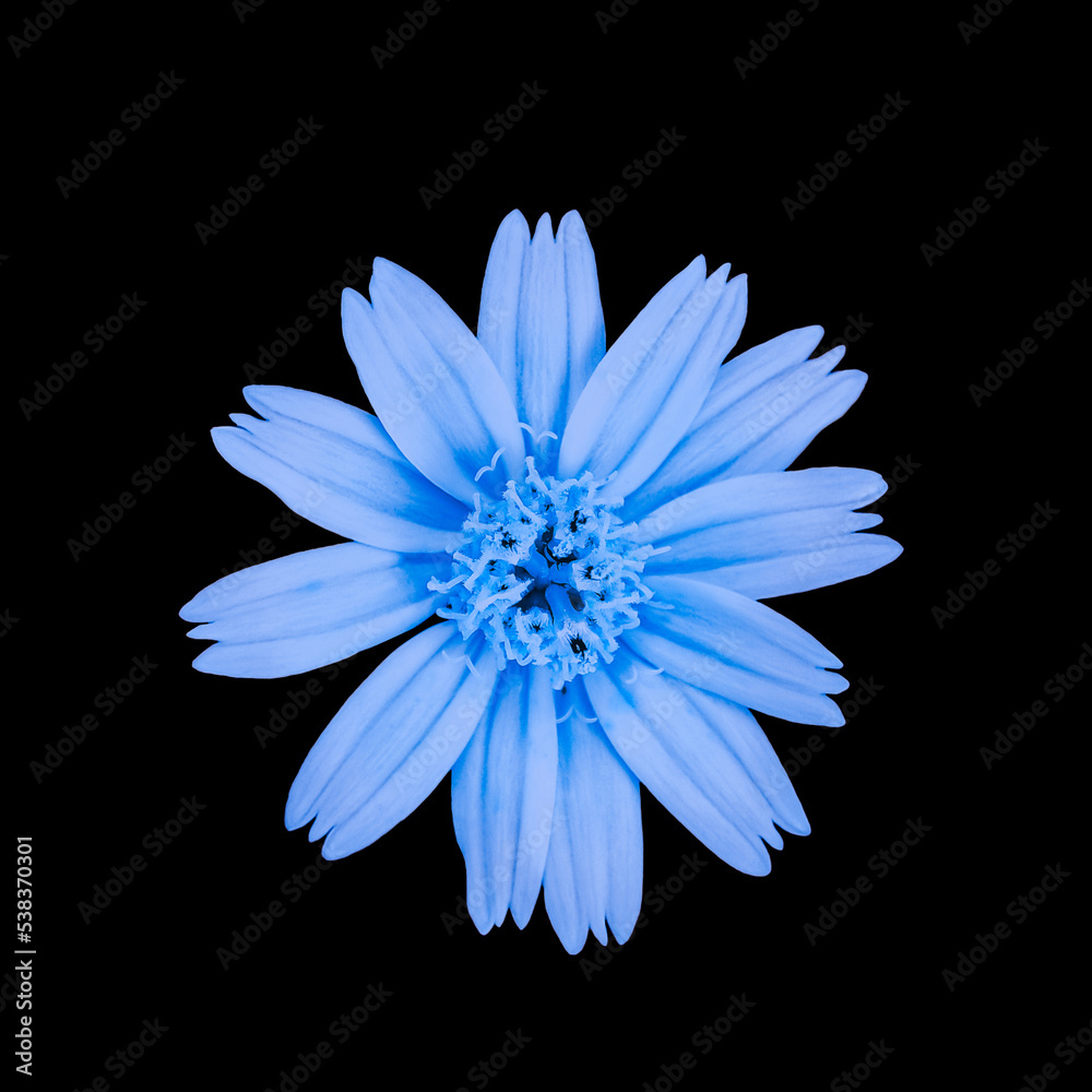 Fresh light blue flowers with blooming petals stacked in a beautiful pattern on a black background. Concept of floral plants with clipping path