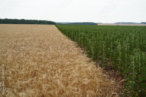 Jonction entre champs de tournesol et champ de blé