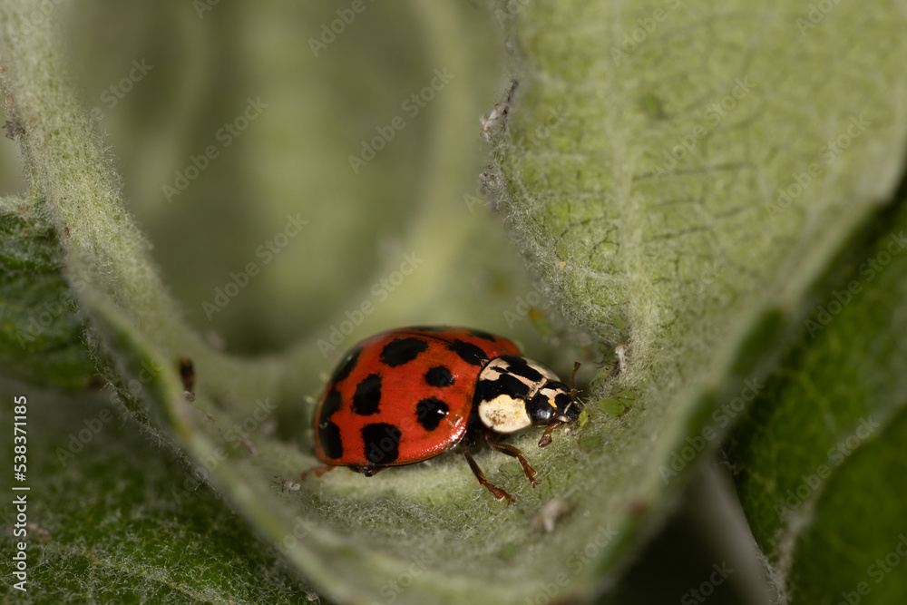 Close up of red ladybug, ladybird, lady beetle, Coccinellidae Close up of red ladybug, ladybird, lady beetle, Coccinellidae