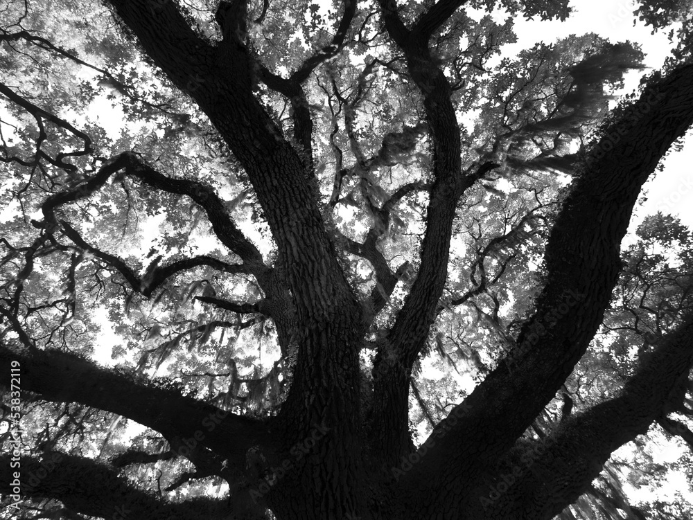 Infrared Red black and white image of a Live Oak tree in Washington Oaks Gardens State Park in Florida USA Infrared Red black and white image of a Live Oak tree in Washington Oaks Gardens State Park in Florida USA