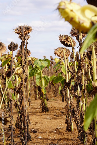 Tournesols en fin de cycle