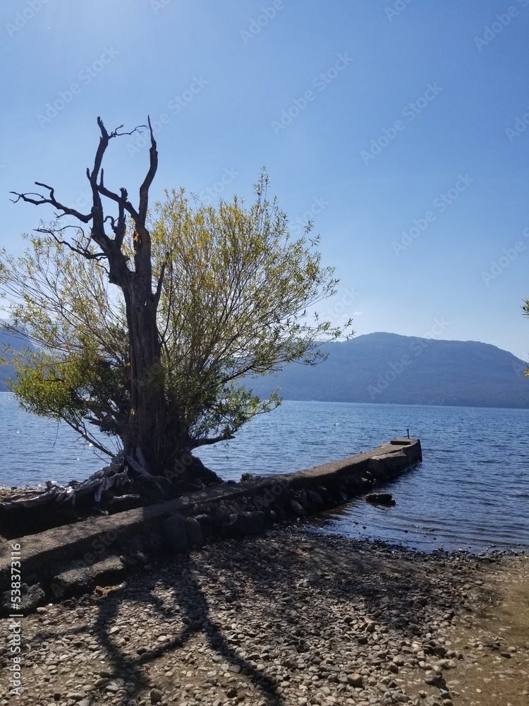 tree on the shore of the lake