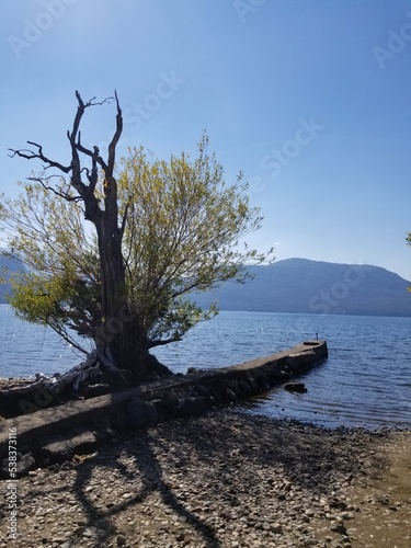 tree on the shore of the lake © Vanesa