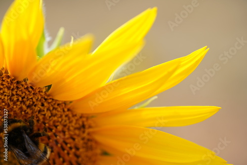 Bourdon sur tournesol