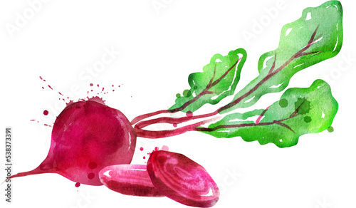 Watercolor hand drawn illustration of beetroot 