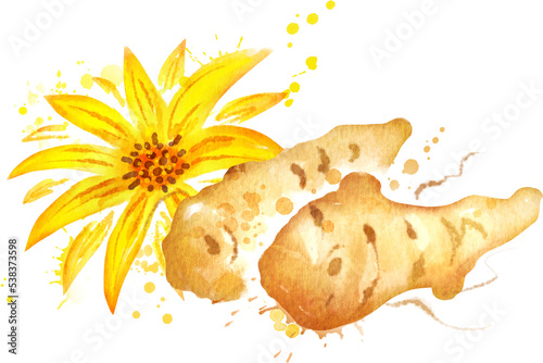 Watercolor collection of illustration of jerusalem artichoke with flower