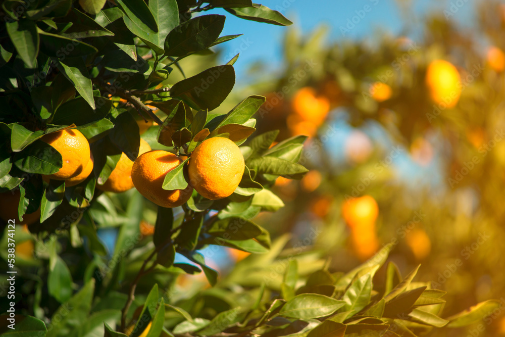 Natural background with ripe orange tangerines on branches