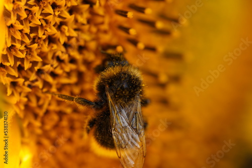 Bourdon macro