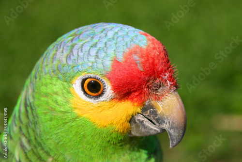 Cotorro, Perico aves tropicales de México
