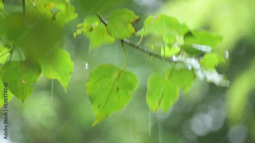 Raining shower in the dense forest, close-up of rainfall in jungle, water droplets fixed on green leaves, Raining day in tropical forest. rain drop on bodhi leaf.Heavy Rain Falling on bodhi Tree Leaf. Raining shower in the dense forest, close-up of rainfall in jungle, water droplets fixed on green leaves, Raining day in tropical forest. rain drop on bodhi leaf.Heavy Rain Falling on bodhi Tree Leaf.