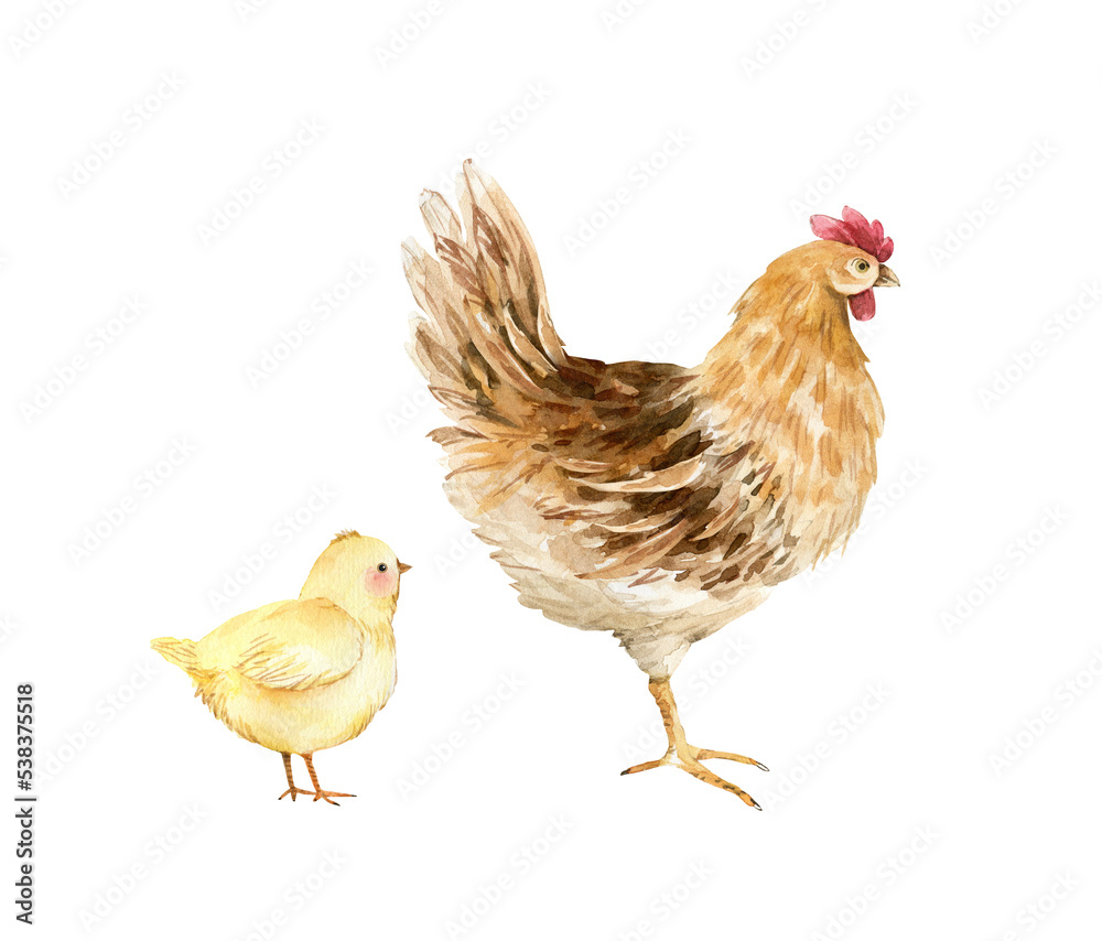 Bird hen and yellow chick, watercolor illustration isolated on white background.