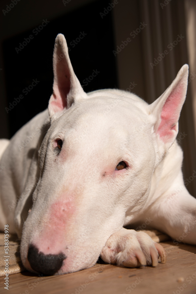 White English Bull Terrier
