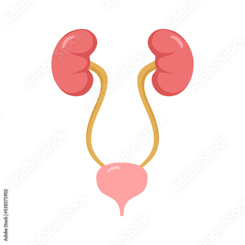 Urinary system concept vector illustration on white background.