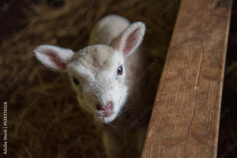 Obraz premium Baby Lamb 