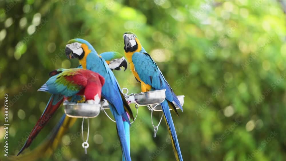 Blue and gold macaw  and greenwinged macaw standing on a branch.