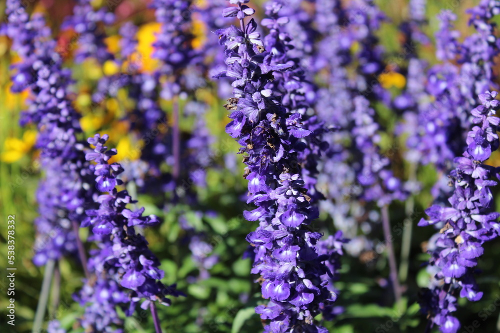 Naklejka premium Mehlsalbei