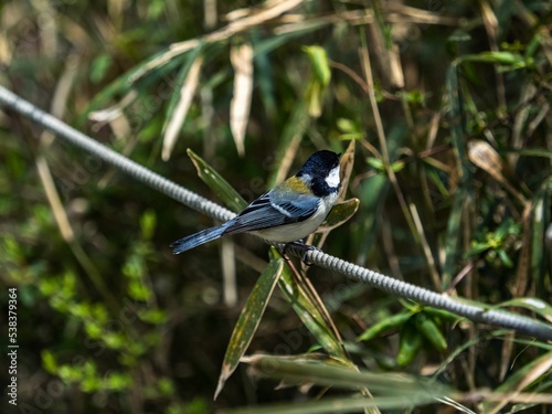 Japanese tit bird perched on a rope boundary in a forest park