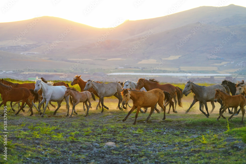 Fototapeta premium herd of horses on the mountain