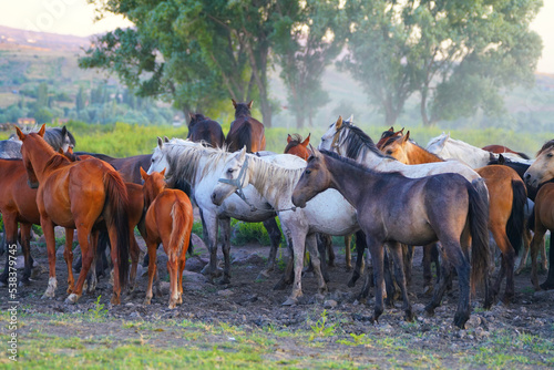 group of horses on the meadow © yakupyener