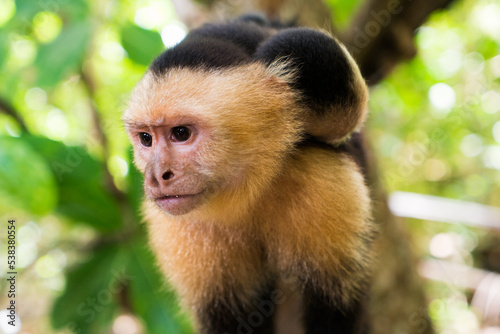 White-faced monkey with baby on her back in a tree branch.