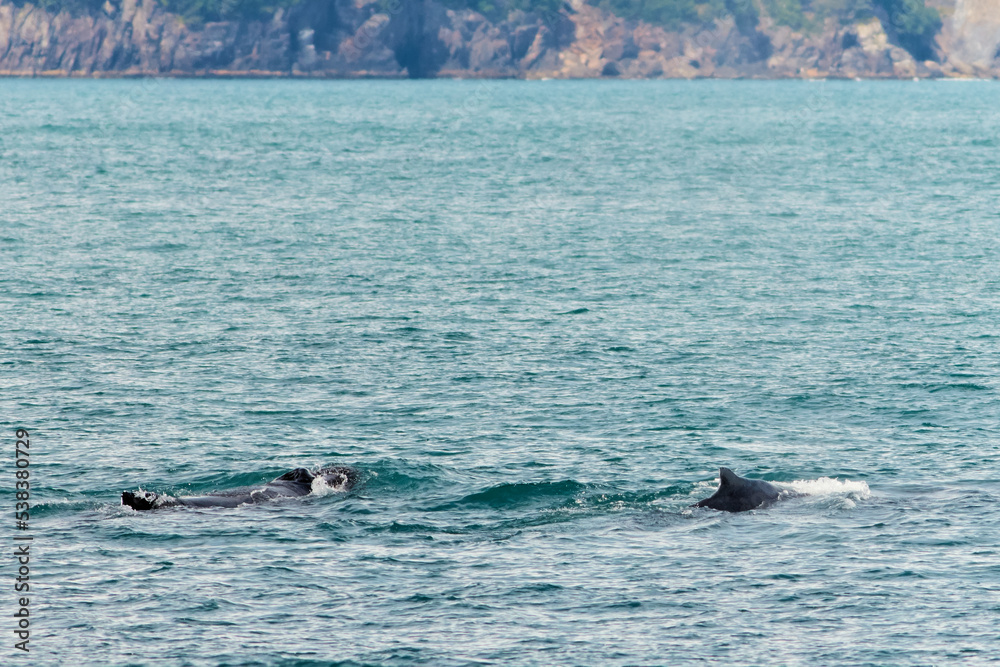 Fototapeta premium Humpback Whale