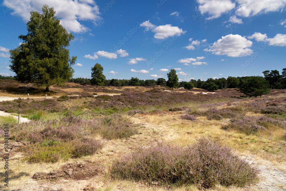Flowering heathland in the Heidestein nature reserve