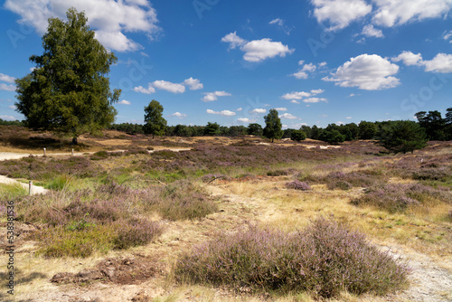 Flowering heathland in the Heidestein nature reserve © jstuij