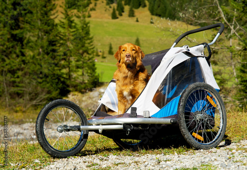 Senior dog with a disability, nova scotia duck tolling retriever, in a stroller © René Notenbomer