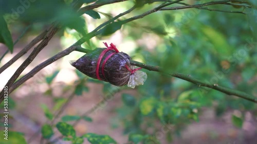 How to propagate an orange tree