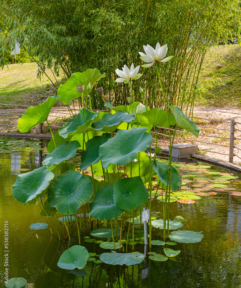 Εκτύπωση καμβά American Lotus Leaf (Nelumbo lutea) in a small pond